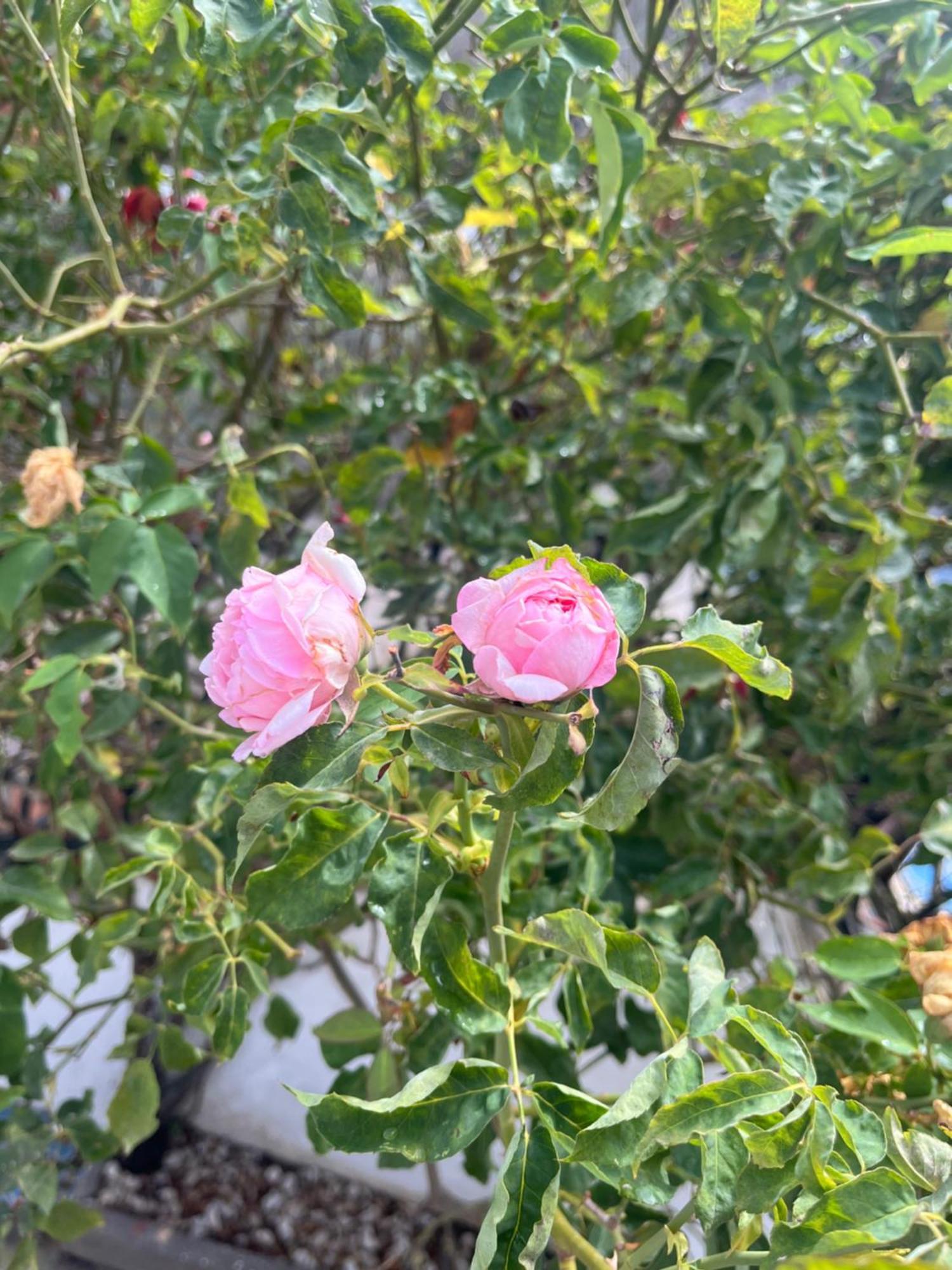 Appartamento Casa Delle Rose Ischia Esterno foto